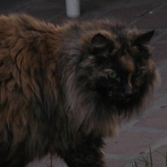 Cat-Friendly Home >^..^< A Cat Lady's Tribute To Her Past & Present Fur-Babies - Picture 3 of 7